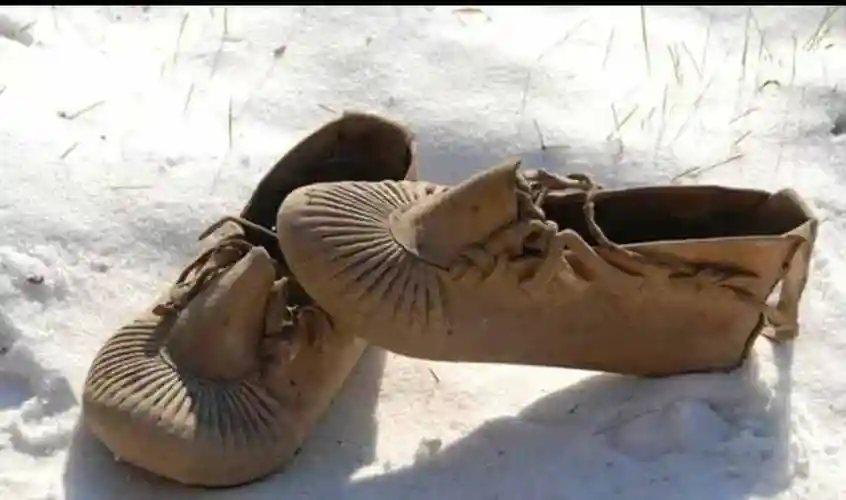 东北三宝东北三宝之靰鞡草