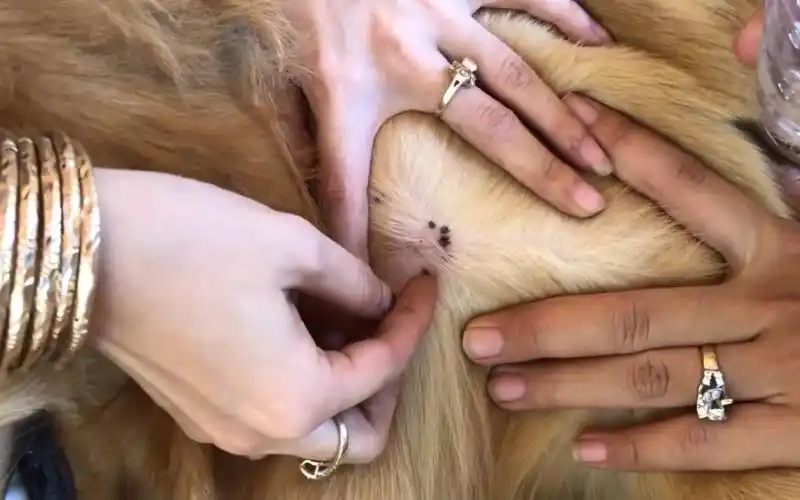 金毛狗一身的蜱虫,毛发里藏着一大堆,爪子里也都是蜱虫