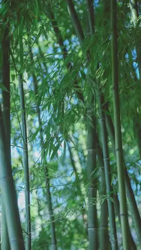 清幽竹林唯美意境写真,高清图片,手机锁屏桌面-壁纸族