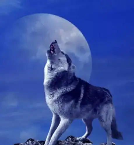 《狼道》最有狼性的十句话