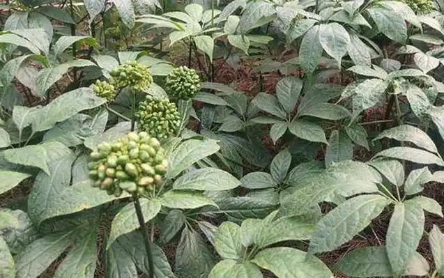 一,物种论述田三七是我国传统的中药材,学名三七,别称田七,文三七,参