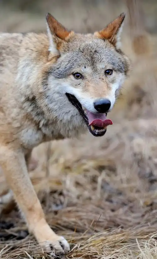 狼,在森林中的野狼
