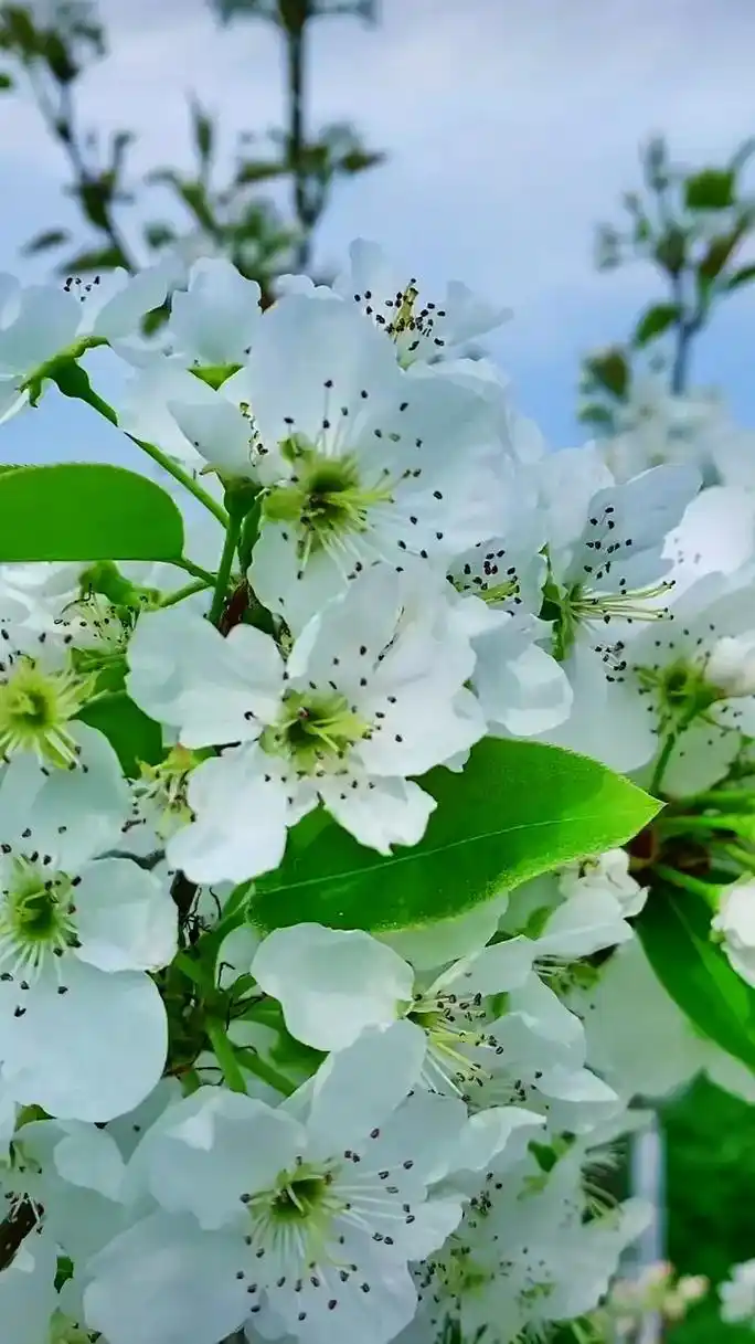 一树梨花万点情,纤尘不染醉春声.香风淡淡拂人面,不负春光花中 - 抖音