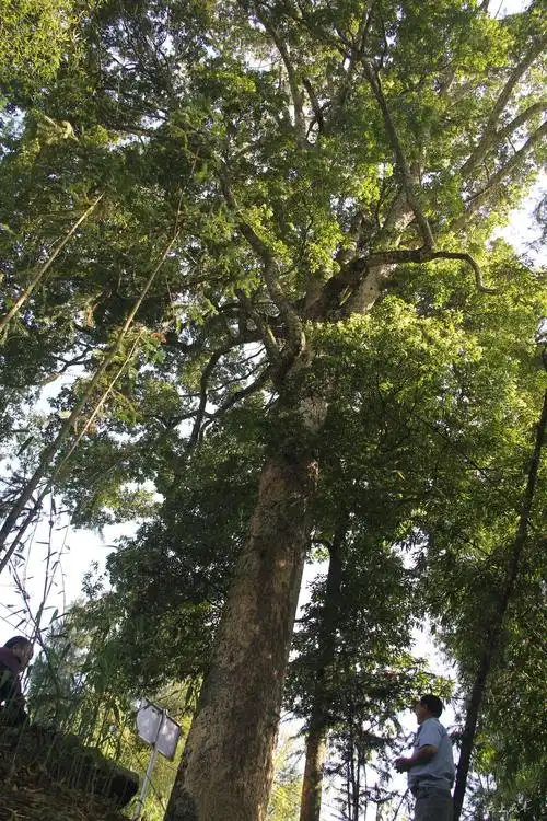 灯光下呈现"金丝"状,人们习惯称为金丝楠木,是国家二级保护野生植物