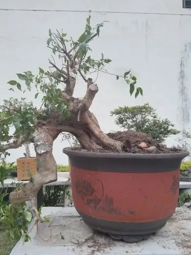 大型树桩盆景上盆