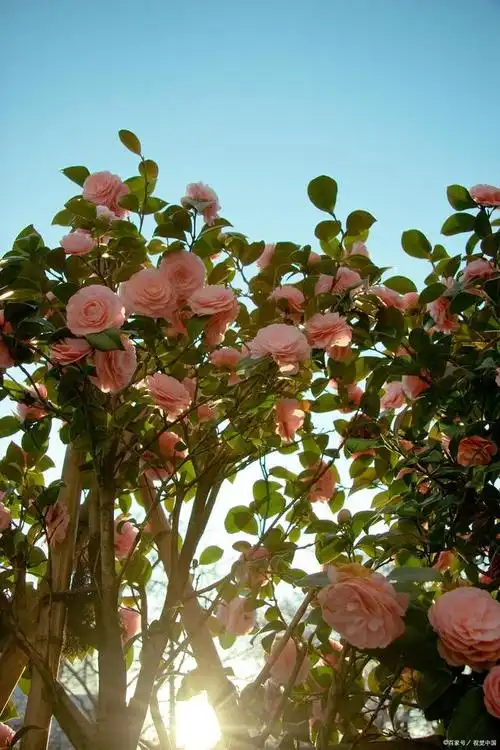 茶花树什么样子?