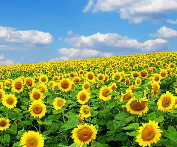 朝气蓬勃的向日葵多像孩子们一张张甜甜的笑脸,永远向着太阳,努力绽放