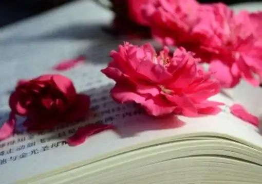 时光和破碎的梦想,被埋葬在一起不停的发酵,无法停止在溢满阳光的清晨