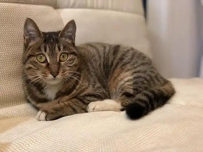 小麻猫,很可爱(无偿领养)