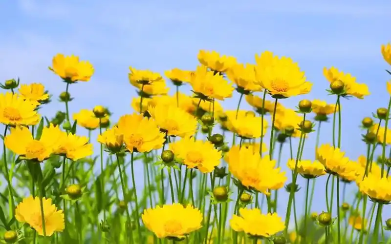 黄色的花朵在阳光下