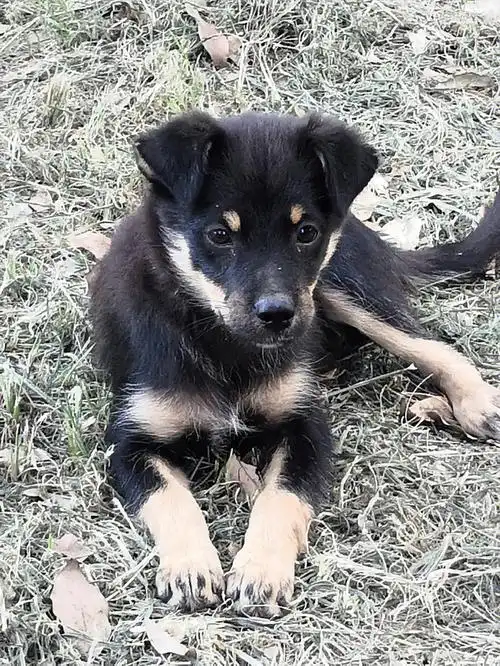 望有喜欢的姨姨们敲我私信#四眼铁包金  #領养代替买卖  #救助流浪