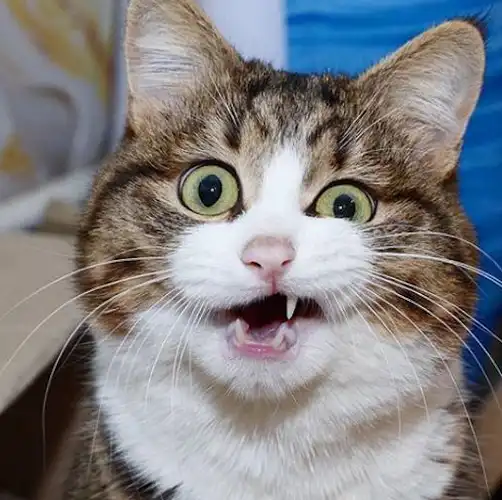 原创这只猫咪虽然只有两条腿但它凭借丰富的表情包圈粉无数