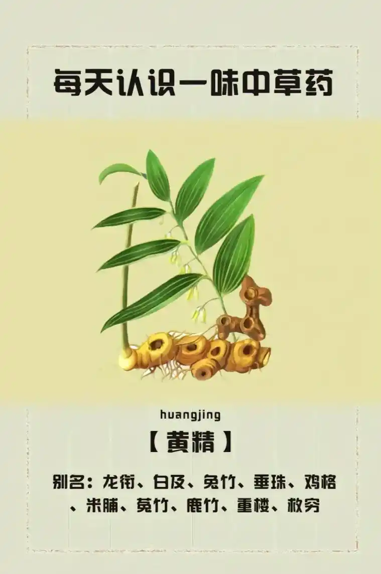 "传统中医学认为,黄精入脾,肺,肾经,有补肾益精,滋阴润燥的功效; 黄精