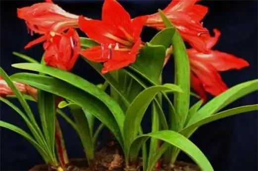 朱顶红风水作用,寓意富贵吉祥有助事业运