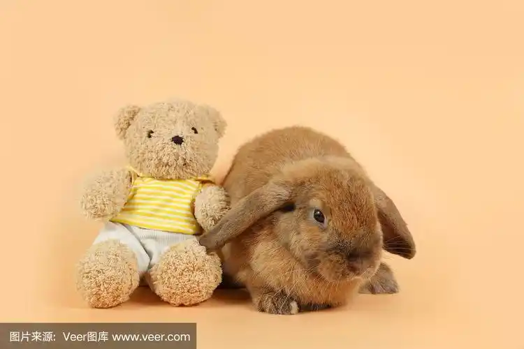 漂亮的棕色小兔子和可爱的熊娃娃在橙色的背景