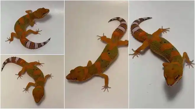 从翡翠到血翡翠从头绿到脚的历史豹纹守宫