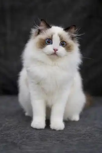 杭州布偶猫海双弟弟全款6000