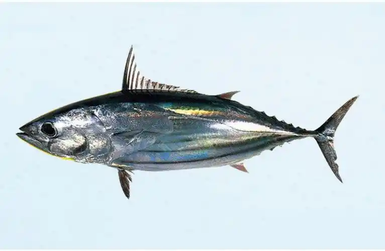 石狮市海日丰水产品有限公司-炸弹鱼(bonito)