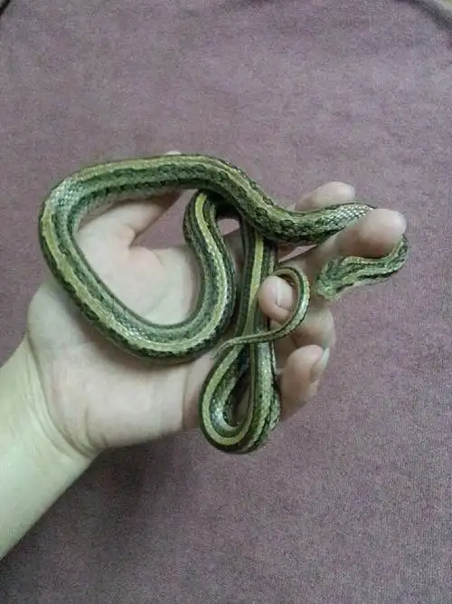 听说是条小蟒蛇.