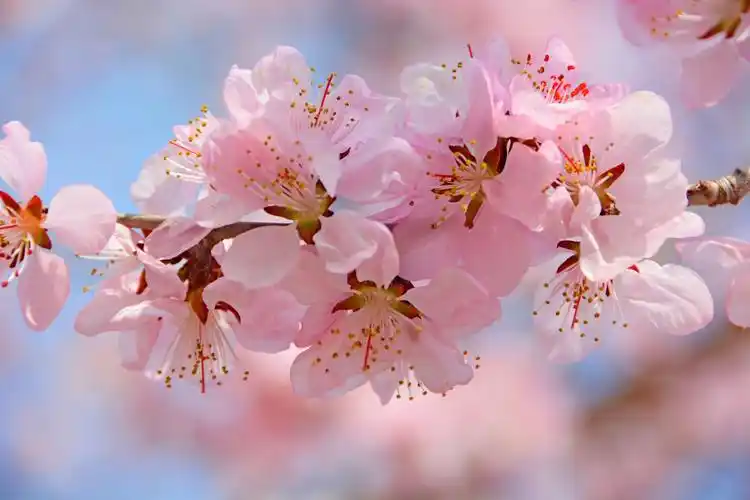 粉色桃花原创拍摄