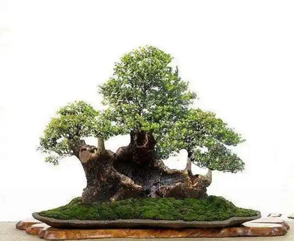 金枝玉叶盆景这样养,枝繁叶茂长势旺,学会就赚到了!