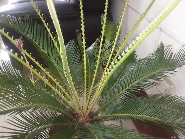 小铁树怎么养殖?