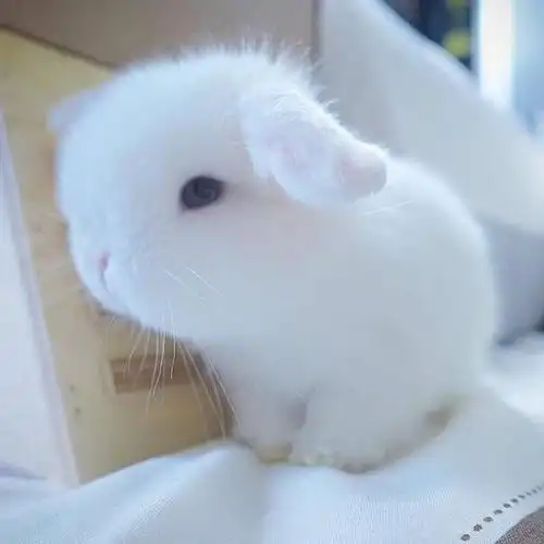 超级可爱的兔兔头像