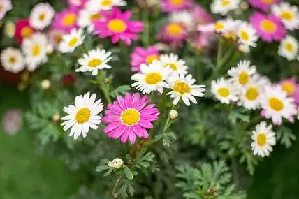 文本的空间在白色背景上鲜花风景花花朵小雏菊摄影图配图墨绿小雏菊