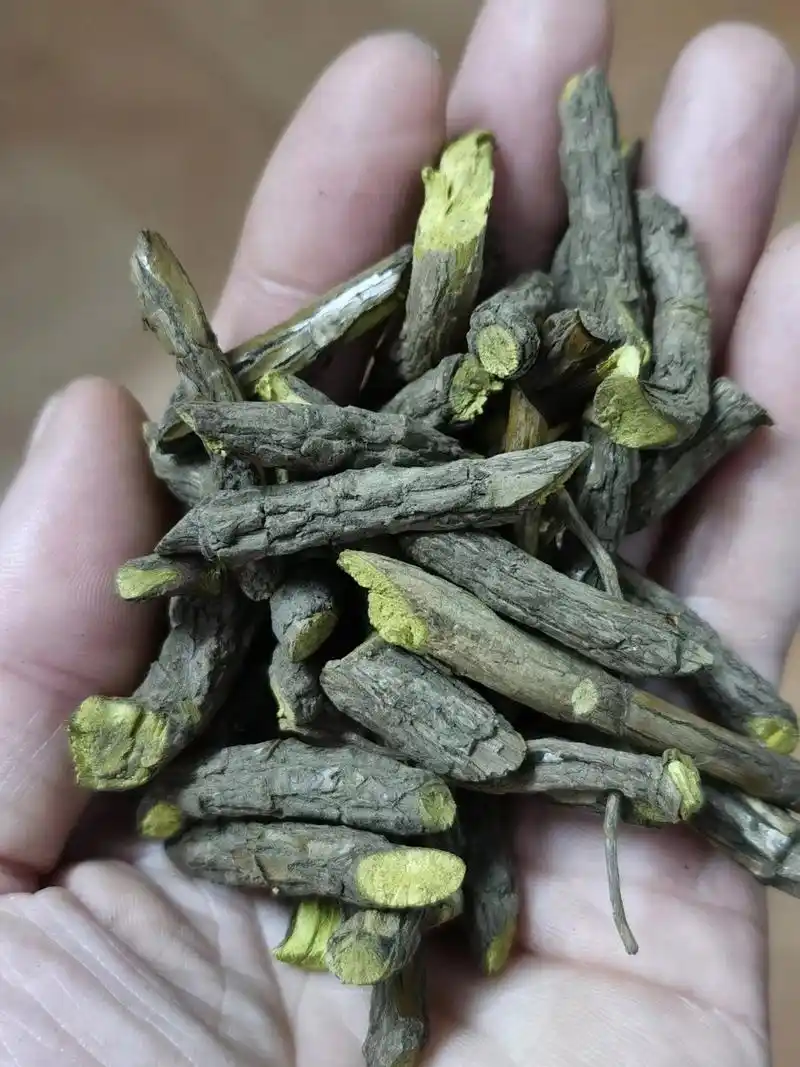 正宗的野生黄连 有多少人见过呀