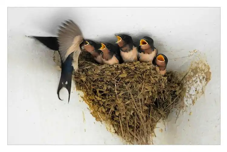 小燕子妈妈在喂宝宝吃虫子呢,要飞很多次才可以喂完吧