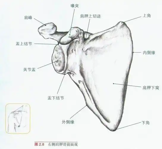 对于前倾,喙突向前方而肩胛骨下角移向后方.后倾则发生相反的运动.