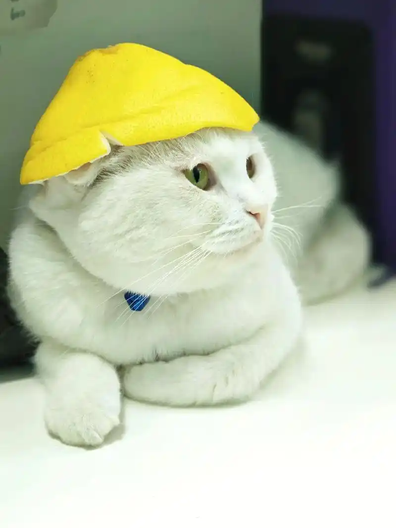 柚子皮做的帽子也太可爱了吧 柚子皮猫咪.又到了吃柚子的季节, - 抖音