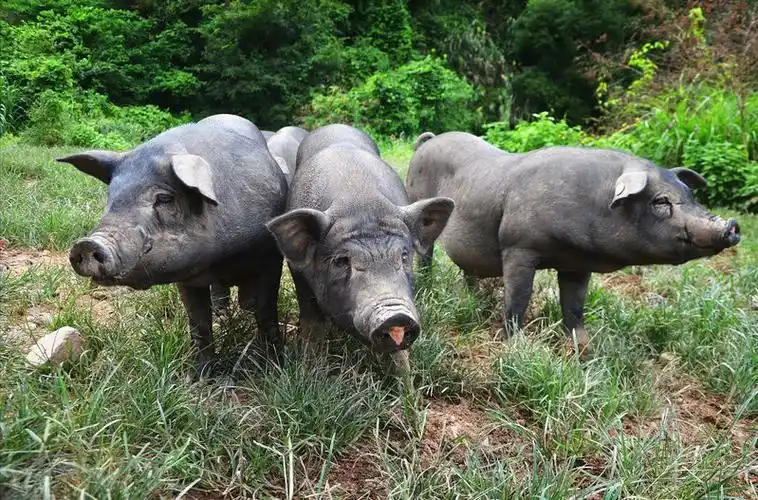 走在舌尖上的黑土猪