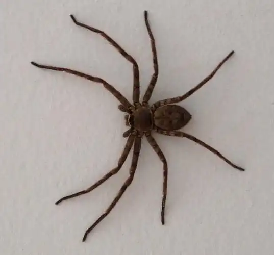 家里出现了一只大蜘蛛