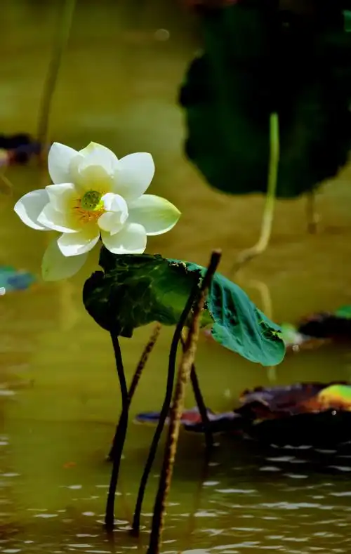 出淤泥而不染,濯清涟而不妖.