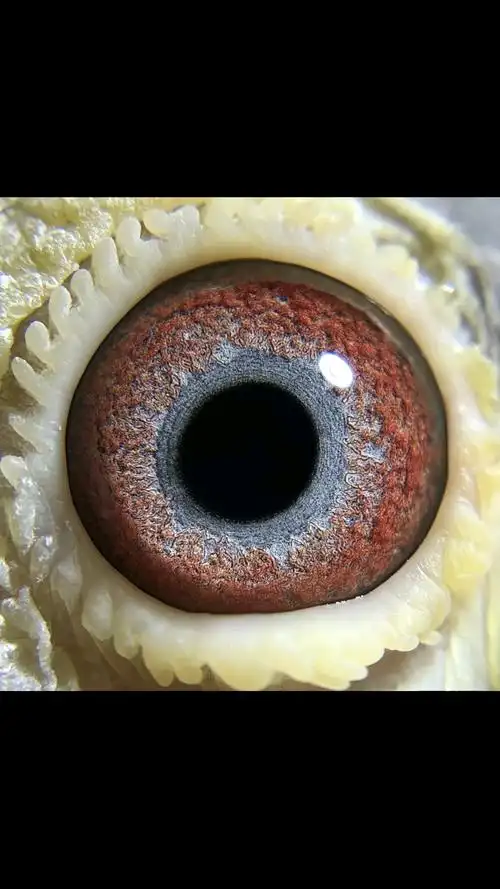 现在天一304戈马力电脑大毛脚