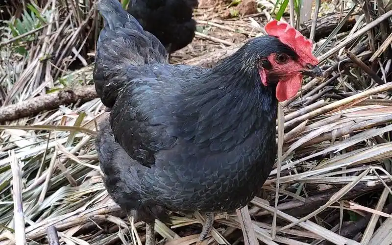这种浑身黑色羽毛的鸡是什么品种刚买来几个小时就产蛋发财了