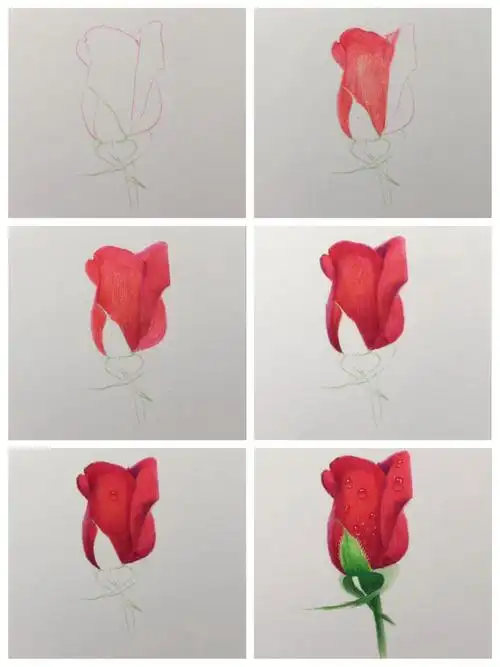 彩铅花卉系列迟到的玫瑰花绘画步骤图