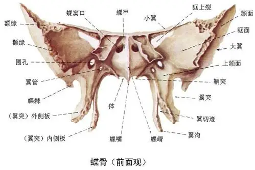 正常人体蝶骨解剖图-人体解剖图
