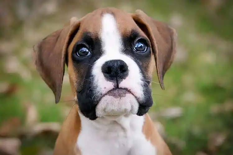 什么狗聪明听话又好养(地球上15只最聪明的狗) - 百百科