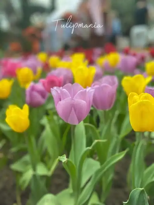 11月去看郁金香花展吧滨海湾花园