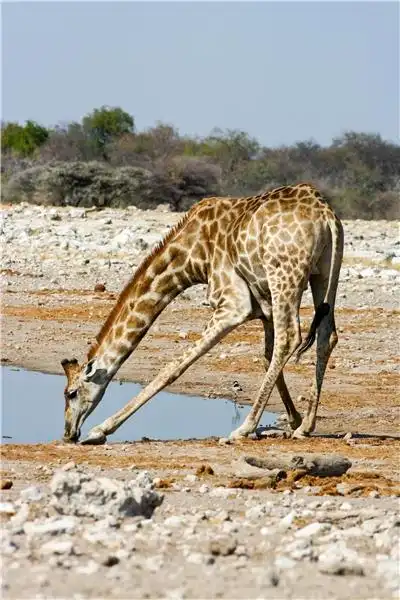 长颈鹿图片_图片大全
