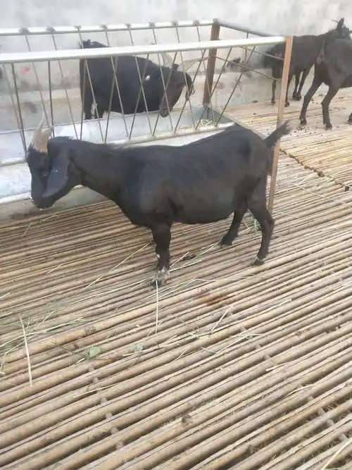 努比亚黑山羊出售努比亚黑山羊价格多少钱一只