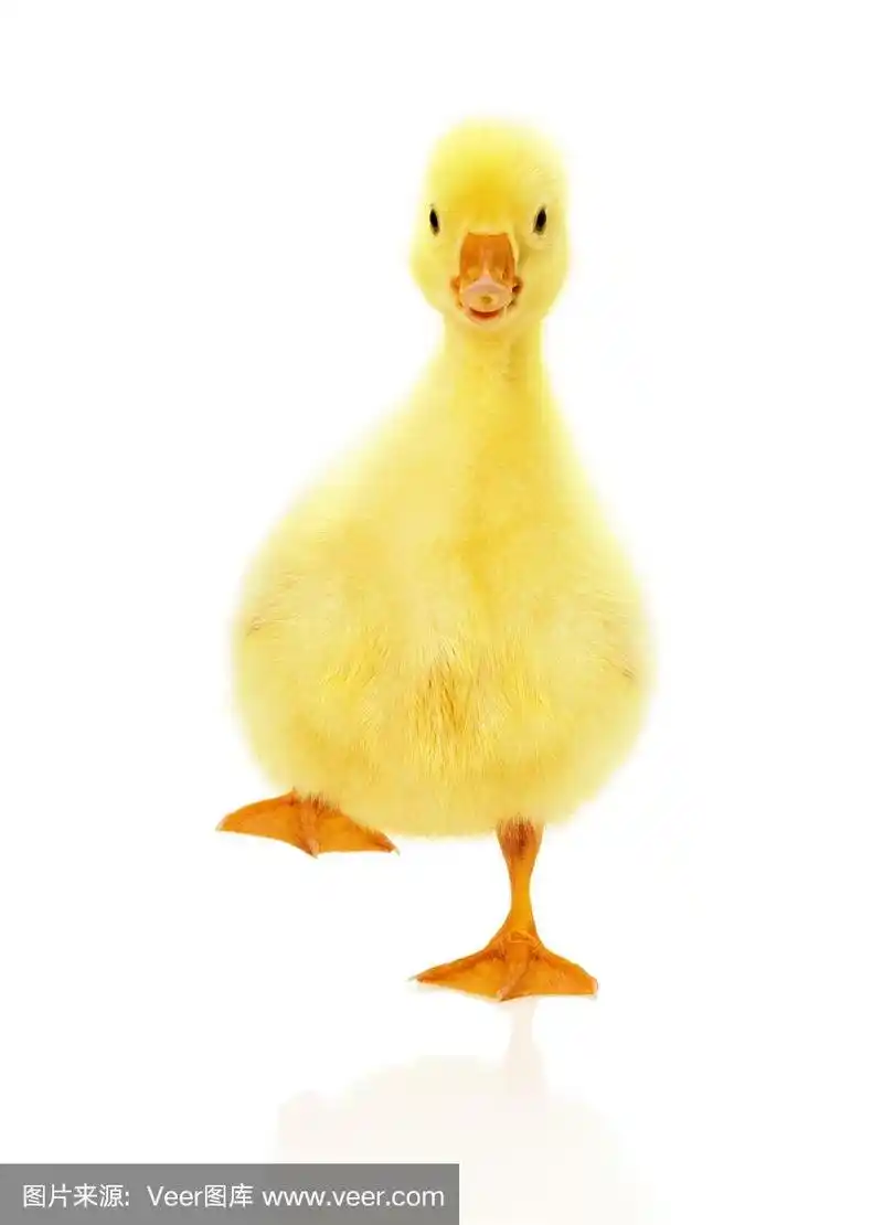 漂亮的小鸭子被孤立在白色的背景上