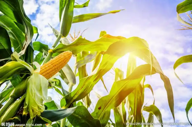 阳光下的玉米图片