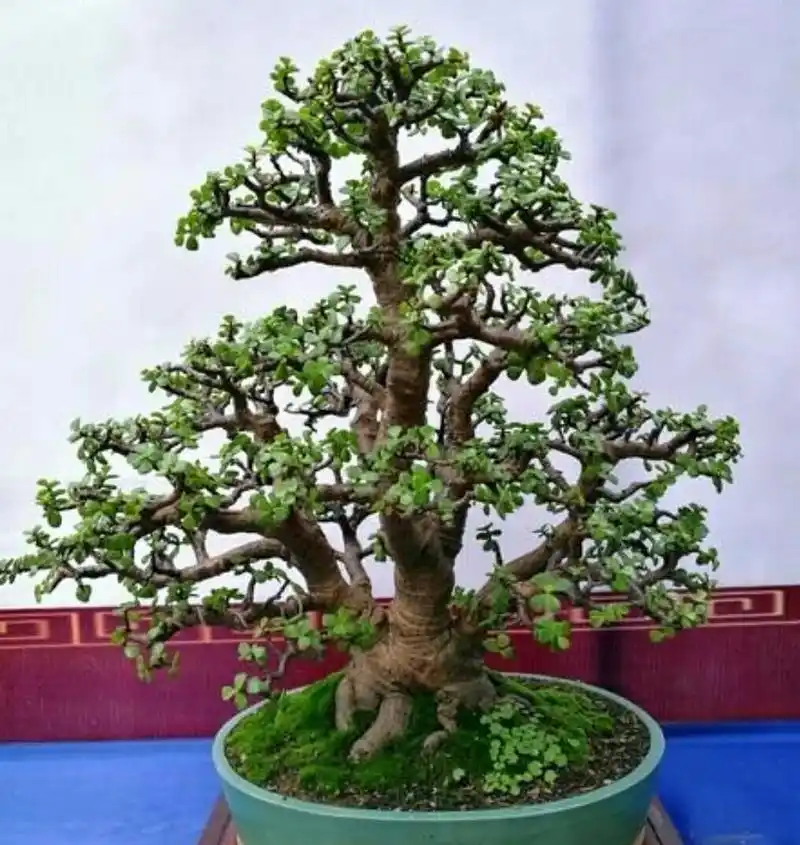 金枝玉叶养成老桩盆景,关键要做好这5项,长得粗壮好造型