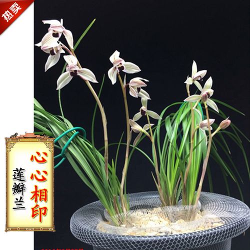 带花苞 心心相印 莲瓣兰 老种 浓香 兰花 盆栽 阳台 花卉 绿植