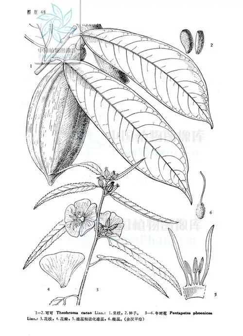 午时花的简笔画人教版