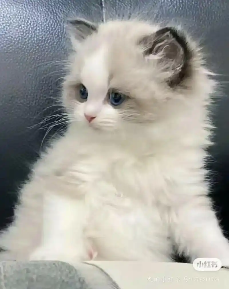 蓝双海双布偶猫布偶幼猫都便宜转啦.猫太多养不过来 有 - 抖音