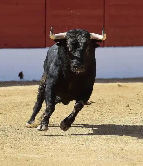 西班牙公牛在奇观中